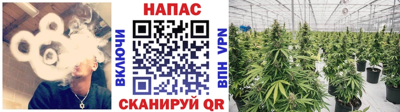 продажа наркотиков Звенигово kraken маркетплейс Каннабис планчик